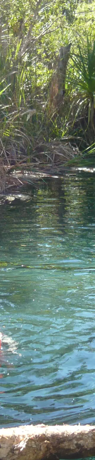 Erfrische dich in Mataranka